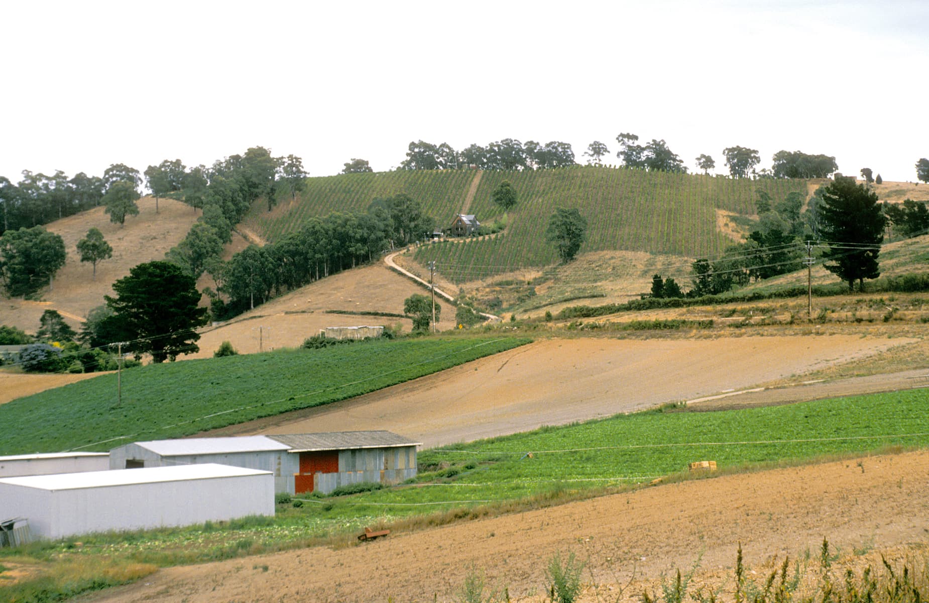 Vineyards and mixed farming country in the Adelaide Hills
